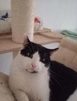 Oreo Der verschmuste Kater - Benediktbeuern