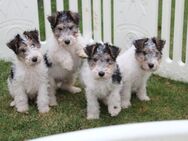 Drahthaar Foxterrier Welpen - Landesbergen