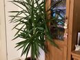 Palme zu verkaufen in 87727