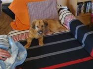 Anja, a.d.Tierschutz, sucht liebes Happy-Home - Neumarkt (Oberpfalz)