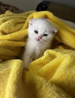 Britich Kurzhaar kitten - Nürnberg