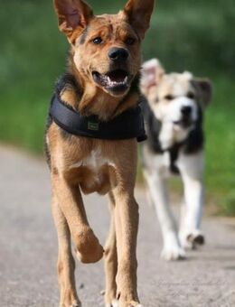 ARCO - traumhafter Jungrüde 💖 - Neudenau