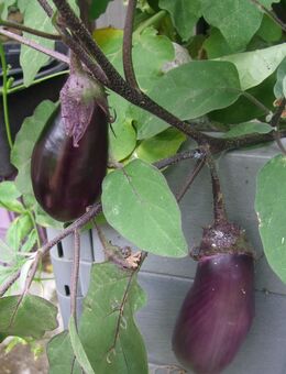 Aubergine Benary´s Blaukönigin - Stuttgart