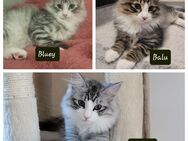 Norwegische Waldkatze Kitten Black Silver Tabby Classic White - Blankenfelde-Mahlow