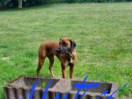 Rhodesian Ridgeback Mix Welpen