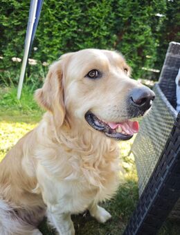 Golden Retriever 2 Jahre und 6 Monate - Schönau (Bayern)