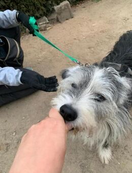 PEPO, m., Mischling, geb. 2010 oder 2012 - Sipplingen