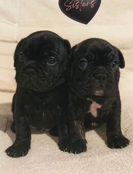 2 Hündinen französische Bulldogge suchen neue Familie - Frankfurt (Main)