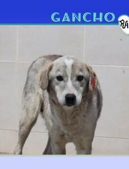 🩶 GANCHO 🩶 - BEKOMME ICH EINE CHANCE? - Alfeld (Leine)