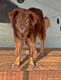 Louie, etwas ängstlich aber verträglich - Bonndorf (Schwarzwald)