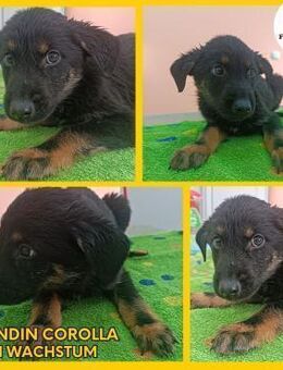 Corolla Welpe Hündin Mischling Junghund - Margetshöchheim