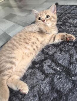 Reinrassige Britisch Kurzhaar (BKH) Kitten - Berlin Charlottenburg-Wilmersdorf
