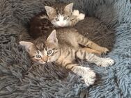 Kitten - Gerbstedt