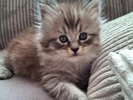 Maine Coon Kitten - Saaldorf-Surheim