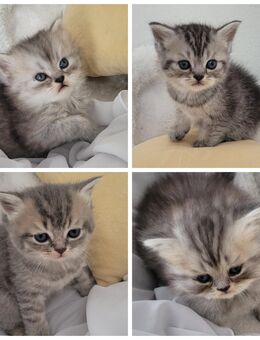 BKH Perser Mix Kitten ab 30.9.25 abzugeben - Pölzig