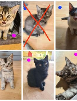 BKH Mix Kitten Britisch Kurzhaar Mix Katzen Babys - Kerken