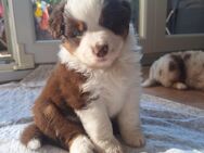 Mini Australian Shepherd Welpen - Troisdorf