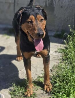 Mike ein Vierbeiner mit WOW Effekt - Overath