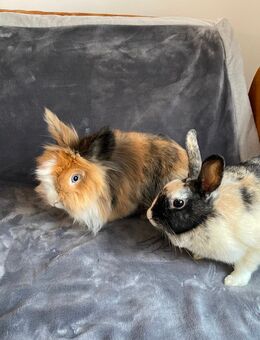 Hasen Männchen und Weibchen 1 Jahr alt - Affing