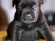 Cane Corso Welpen - Niederorschel