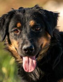 Missy- Sucht ihr Für-immer-Zuhause - München