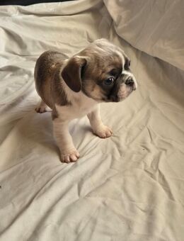 Wunderschöne Fropse - Felsberg