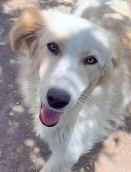 BUBBLES - Hunde-Teenagerin sucht Familie - Sulzbach-Laufen