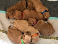 Labradoodle F1 Welpen suchen neues liebevolles Zuhause - Emstek