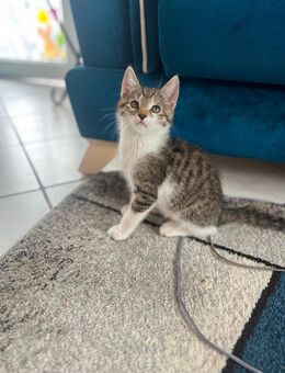 Zwei süße Katerchen abzugeben - Ahlen