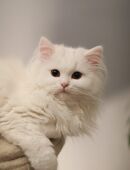 Perserkätzchen in 48161