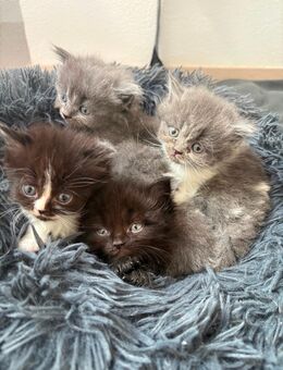 Kitten Main-Coon- Perser Mix - Neustadt (Rübenberge)