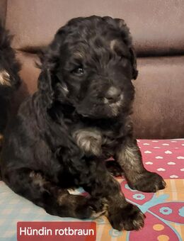 Bernedoodle x Königspudel Welpen - Ammerthal