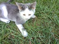 Verschmuster Kater - Reichertsheim
