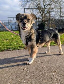 Ilay - bereit für sein Für-Immer-Zuhause - Koblenz