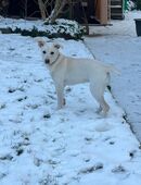 Mischling Welpe Schweizer Schäferhund in 33790