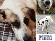 PINTO * Hund wie ein Baum. Kleiner Baum - Duisburg