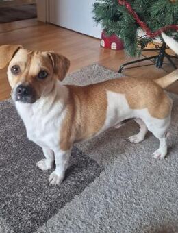 Leo, verspielt, agil, lernfreudig - Westerholt