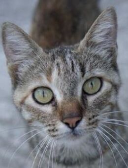 Tibby, geb. ca. 03/2024, GRIECHENLAND - Markdorf