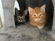 2 süße Katzen abzugeben - Aschau (Inn)