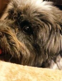 Fröhliche Hündin Lexa sucht ihre Familie - Großefehn