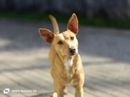 APOLLO 💙 sucht ein liebevolles Zuhause - Fahrenzhausen