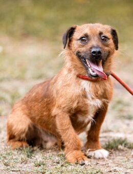 Bentley 💗 kleiner, aktiver Lausbub! - Hamburg