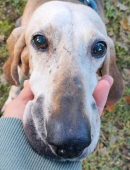 Rumba - Senior Notfall ‼️ - Würzburg