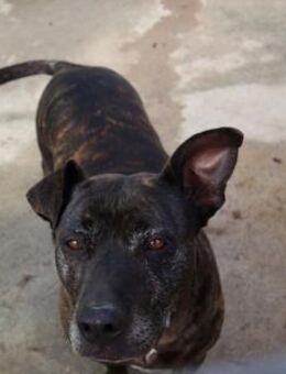 TORT, m., kastr., Mischling, geb. 2018 - Sipplingen