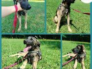 Toby junger Schäferhund Mischling Rüde - Margetshöchheim