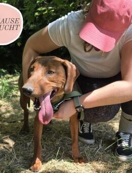 Liebevolle LUNA sucht Zuhause ❤️ - Saarbrücken