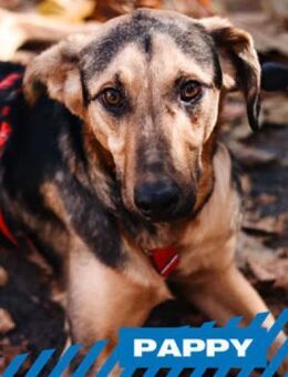 Pappy - sehr lieb, klug, etwas scheu - Berlin