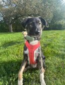 Bellino sucht ein zu Hause in 54636