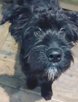 unkompliziierter kleiner ARTUR - Mamming