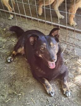 Coca, jung, 40 cm klein - sucht Dich! - Gevelsberg